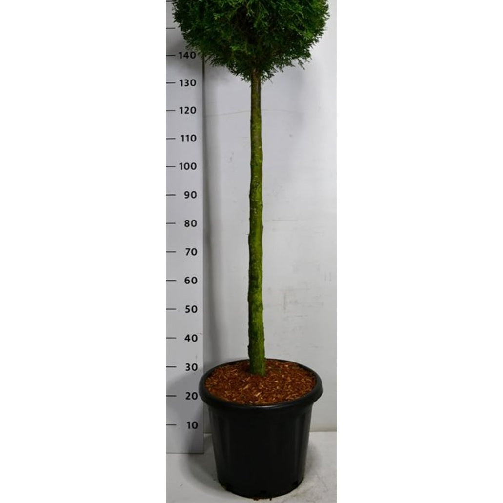 Thuja – Thuja occidentalis 'Smaragd' - C25 90 cm. Stam